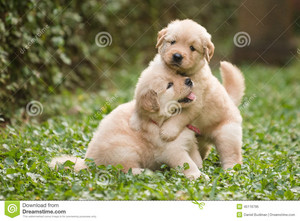  playful puppies