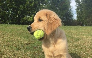 playing fetch