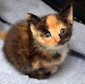  pretty 小猫