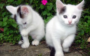  pretty gatitos
