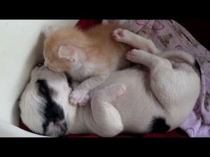  cachorrinhos and gatinhos taking a nap
