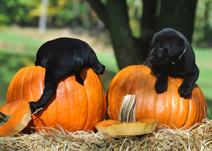  子犬 and pumpkins