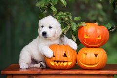 puppies and pumpkins