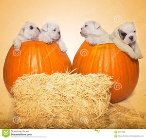  子犬 and pumpkins