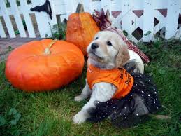  puppies and pumpkins