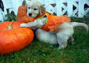  पिल्लें and pumpkins