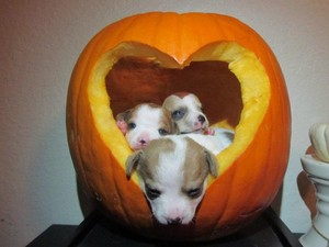 puppies and pumpkins