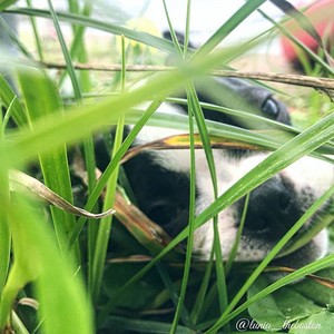  子犬 playing peek-a-boo