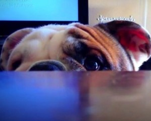  子犬 playing peek-a-boo