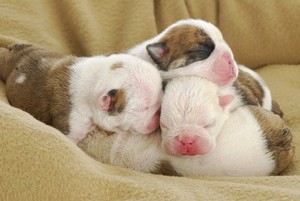 puppies taking a nap