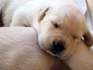  puppies taking a nap