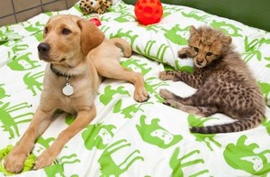  子犬 and cheetah