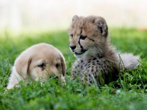  anak anjing, anjing and cheetah