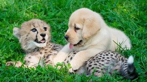  কুকুরছানা and cheetah