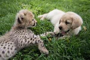  anjing, anak anjing and cheetah
