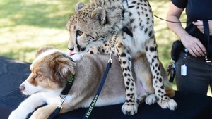 강아지 and cheetah