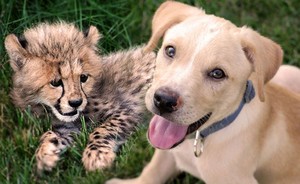  щенок and cheetah