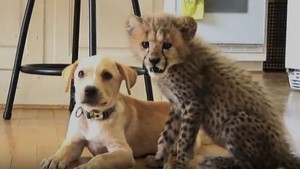  子犬 and cheetah