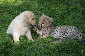  cún yêu, con chó con and cheetah