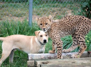  小狗 and cheetah