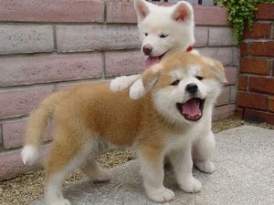 puppy friendship