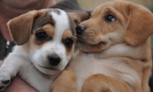  puppy friendship