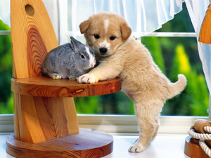 puppy friendship