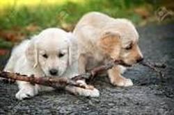  puppy friendship