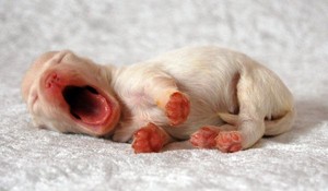 puppy yawns