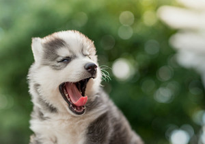  cachorro, filhote de cachorro yawns