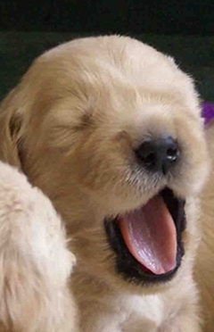  cún yêu, con chó con yawns