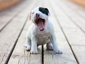  cún yêu, con chó con yawns