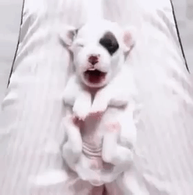  perrito, cachorro yawns