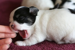  강아지 yawns