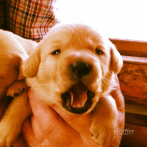  puppy yawns
