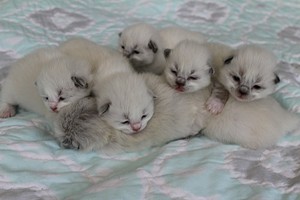  ragdoll kittens