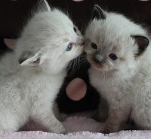  kitten kisses