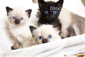 siamese kittens