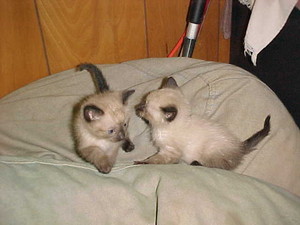  siamese kittens