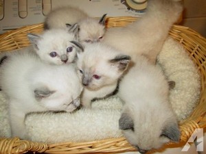 siamese kittens