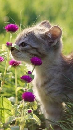  smelling the flowers