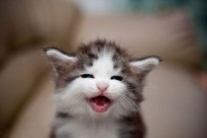  smiling gattini