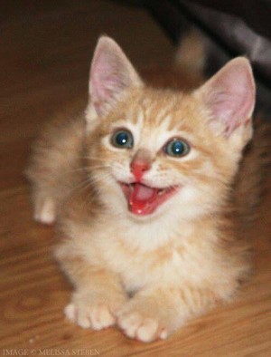  smiling anak kucing