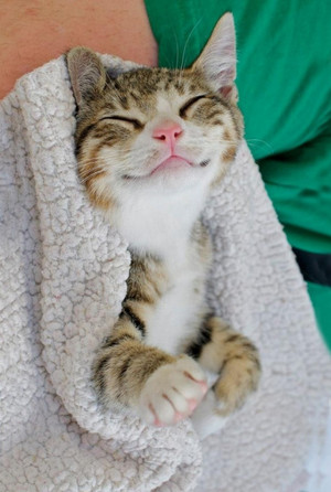 smiling anak kucing