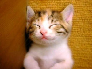 smiling kittens