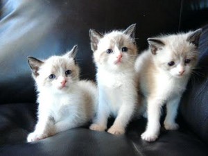  snowshoe kittens