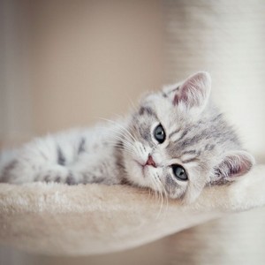  sweet kitten♥