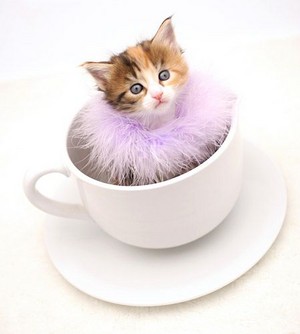  taza para té, taza de té gatitos