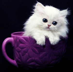 teacup kittens