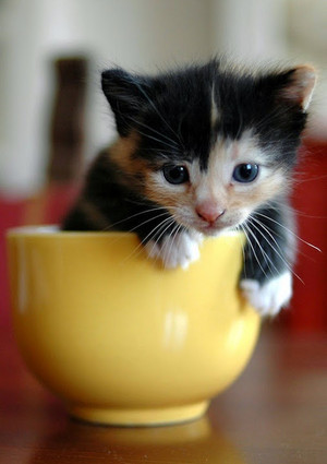  茶碗, 茶杯 小猫